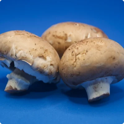 Champignons Cèpes
