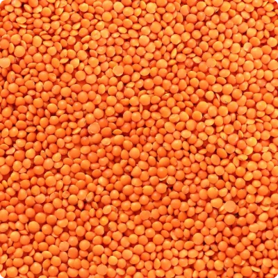 Lentilles Rouges