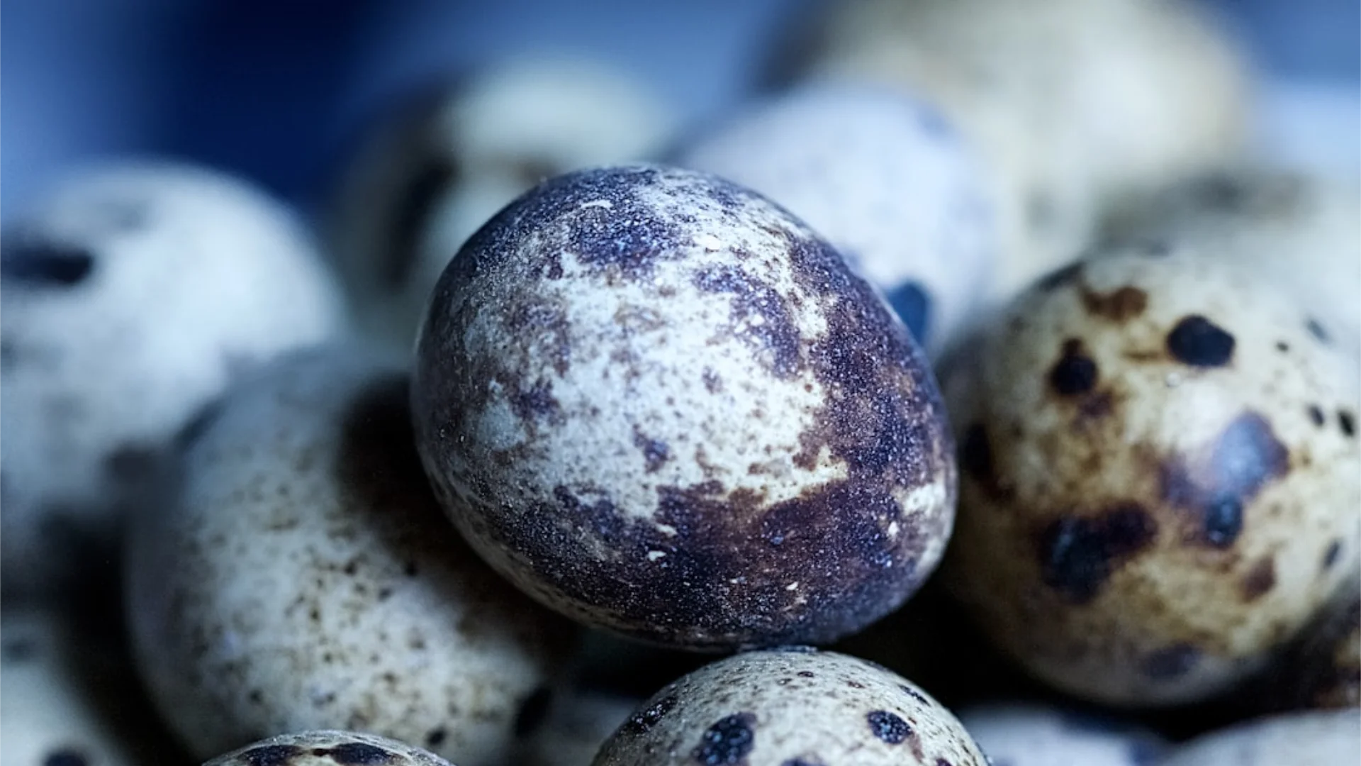 Les 50 aliments les plus riches en protéines (liste complète + tableau)